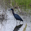 Little Blue Heron