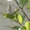 California hairstreak