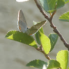 California hairstreak