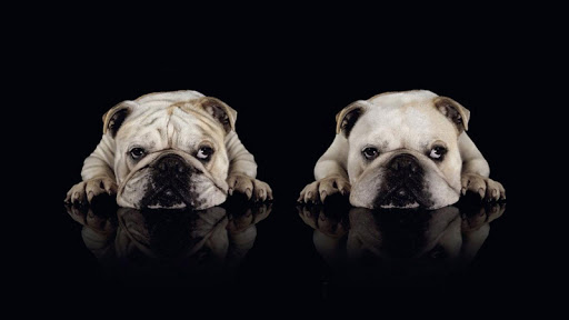 免費下載個人化APP|Bulldog Pack 2 Live Wallpaper app開箱文|APP開箱王