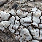 Ceramic Tile Fungus