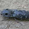 Western Eyed Click Beetle