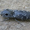 Western Eyed Click Beetle