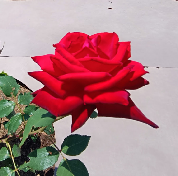 マークXの神代植物公園・バラフェス🌹・ココ、一人では寂しいぞっ🤣🤣🤣・写真沢山有りすぎて、カット、カットKitKatよっ💕・それでは皆様、素敵な休日を〜に関するカスタム事例の投稿画像2枚目