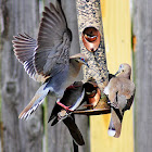 White-winged Dove