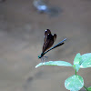 Ebony Jewel-Winged Damselfly