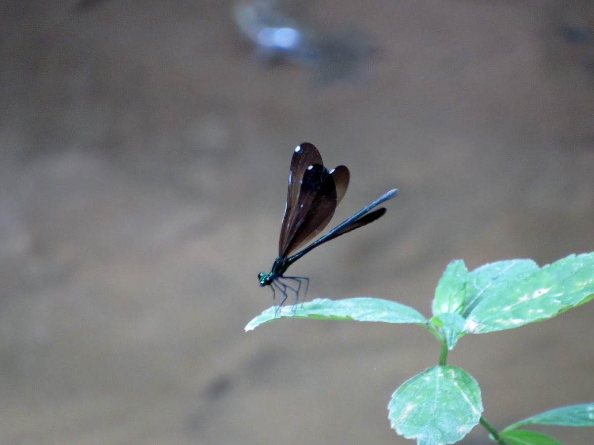 Ebony Jewel-Winged Damselfly