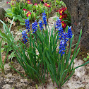 Grape Hyacinth