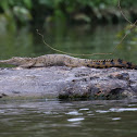 New Guinea Freshwater Crocodile