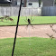 Yellow Garden Spider