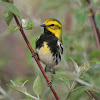 Black-Throated Green Warbler