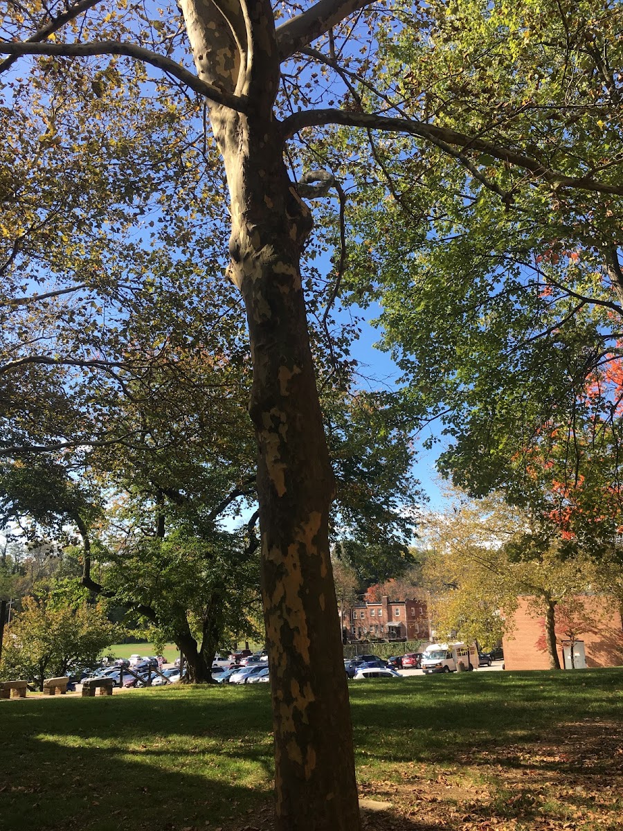 American sycamore