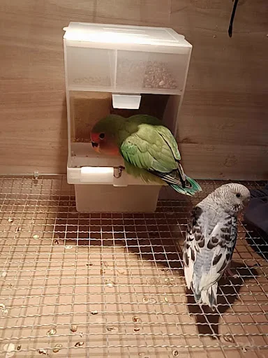 1 Pcs Automatic Bird Feeder Pet Bird Container Parrot Hanging Feeder Bird Feeder Starling Tiger Skin Peony Bird Tools 25