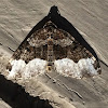 Sharp-angled Carpet Moth