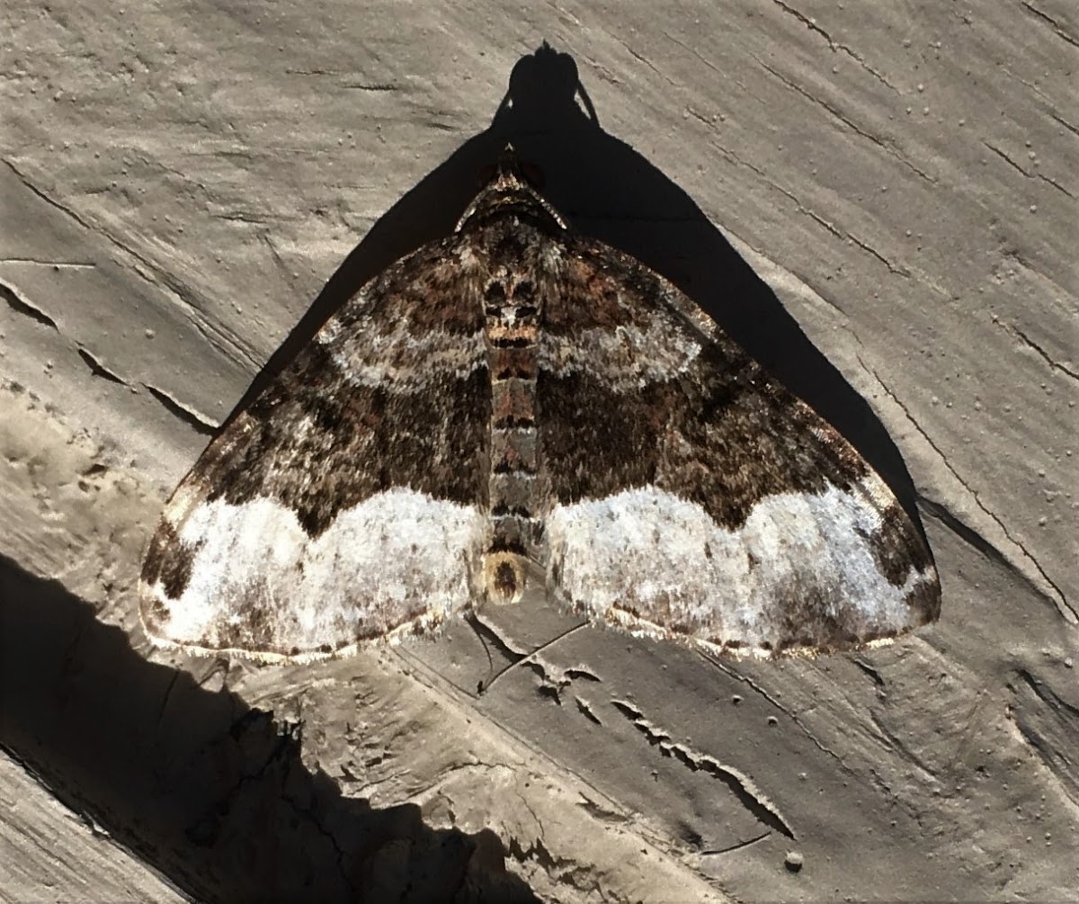 Sharp-angled Carpet Moth