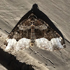 Sharp-angled Carpet Moth