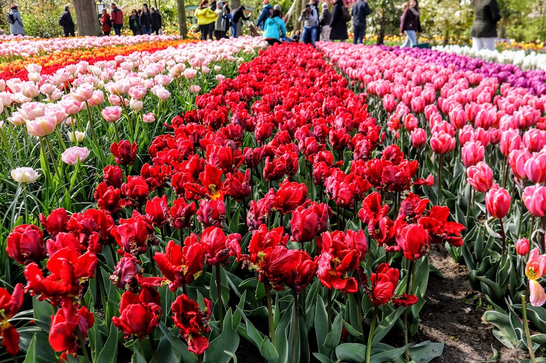 Парк Keukenhof, Ouddorp и Rotterdam "на закуску" - апрель 2017