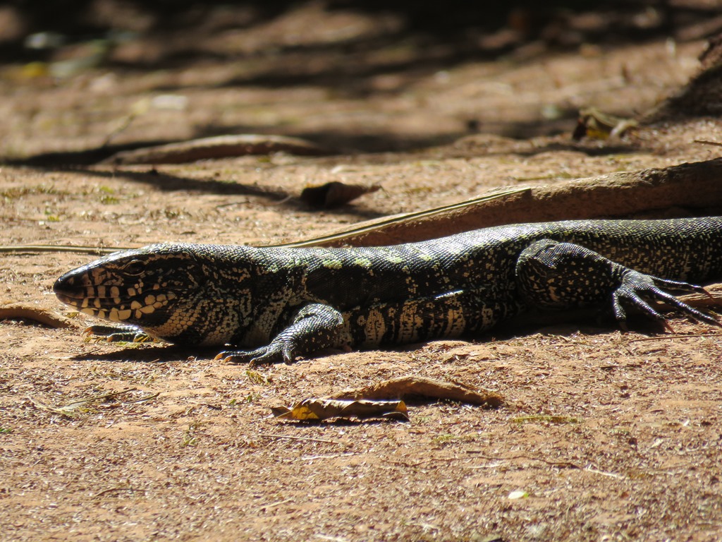 Tegu