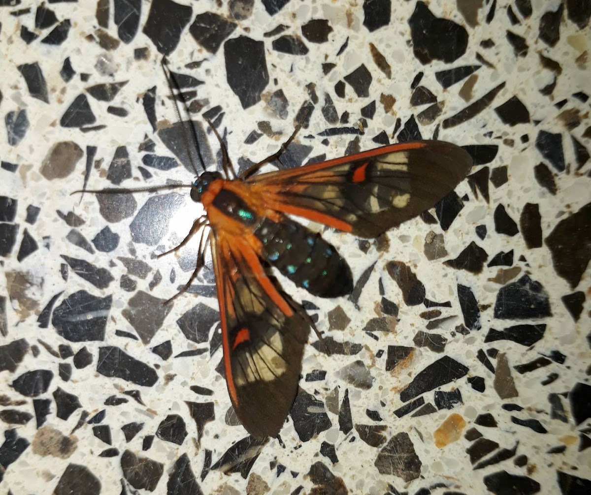 Mariposa