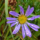 Wandering Fleabane