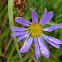 Wandering Fleabane