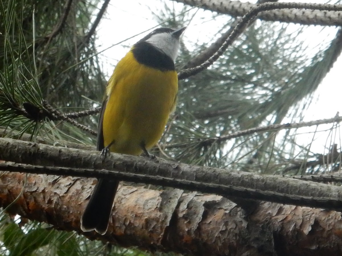 Golden Whistler