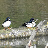 Barrow's goldeneye