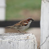 House Sparrow