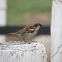 House Sparrow