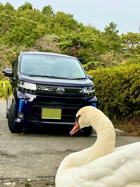 ムーヴカスタムのいつもいいね＆コメントありがとうございます🥰・11月もよろしくお願いします・紅葉と愛車・カモさん白鳥さんに関するカスタム事例の投稿画像1枚目