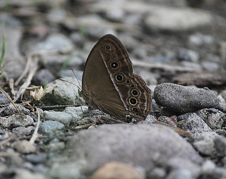 Dark-brand bush brown