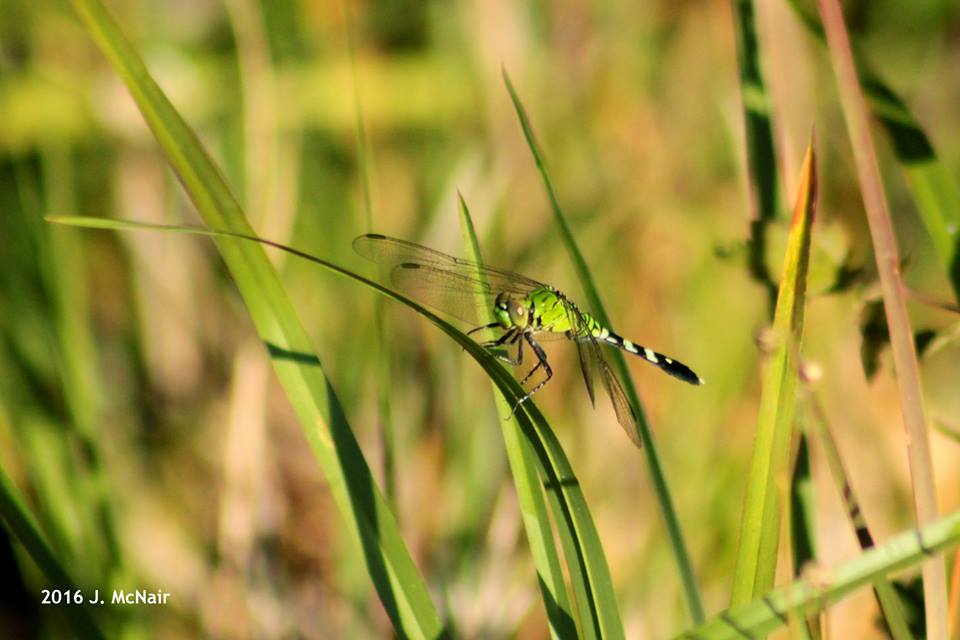 Eastern Pondhawk Dragonfly