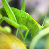 Common garden katydid