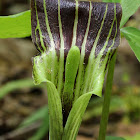 Jack in the Pulpit