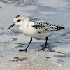 sanderling