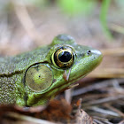 Northern Green Frog