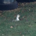 Gray Squirrel