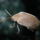 Celtis Leaf Beetle