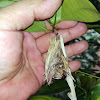 Bagworm Moth