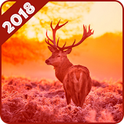 Deer Wallpaper  Icon