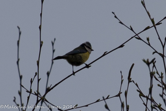 Blue Tit