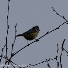 Blue Tit