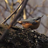 The wood nuthatch