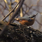 The wood nuthatch