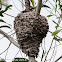 Wasp or Hornet nest?