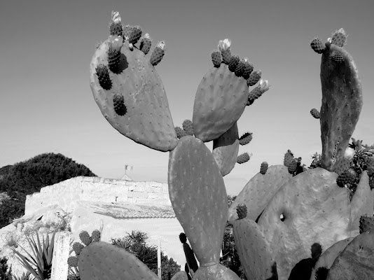 abbraccio al sole di elvira de vitis