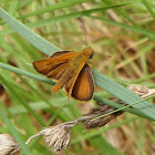 Skipper