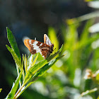 Lorquin's Admiral