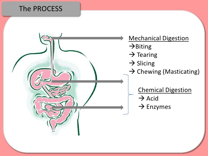 digestion, absorption and enzymes, Cephalic Vein