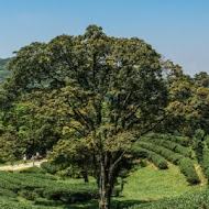 台灣農林熊空茶園